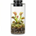 Glass Plant Terrarium with Grow Light W20749