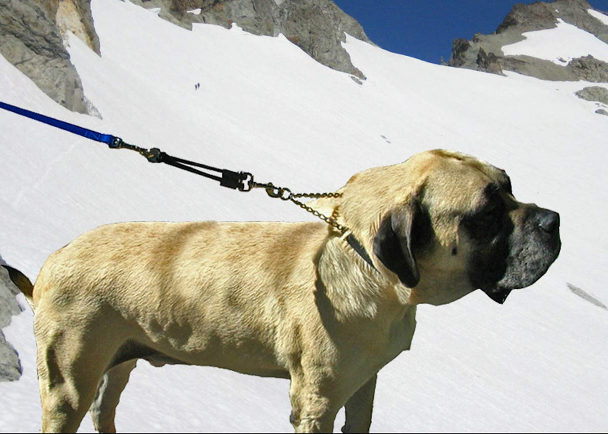 Bungee Dog Leash Extension I7991