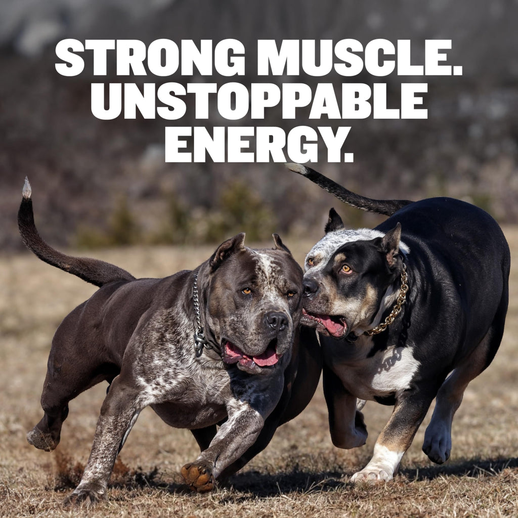 High Protein Beef Dog Food 15 lbs. Weight Gainer Supplement Bundle O6428